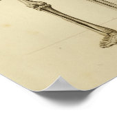 Human Skeleton Anatomy Print Posterior (Hoek)
