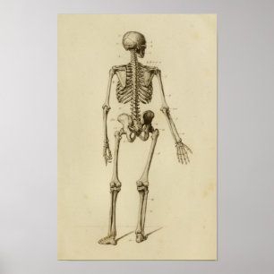 Human Skeleton Anatomy Print Posterior