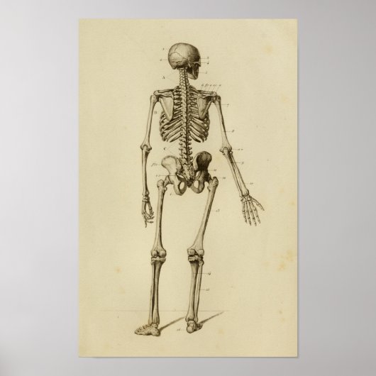 Human Skeleton Anatomy Print Posterior (Voorkant)