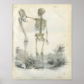 Human Skeleton Art Print (Voorkant)