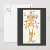 Human Skeleton gelabeld Briefkaart (Voorkant / Achterkant)