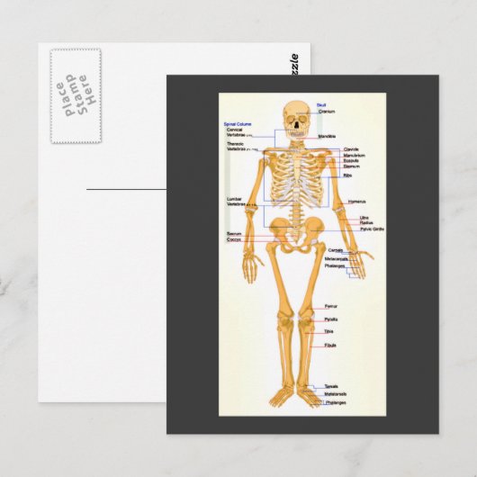 Human Skeleton gelabeld Briefkaart (Voorkant / Achterkant)