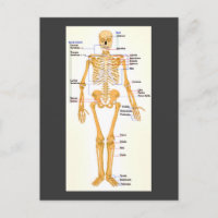 Human Skeleton gelabeld