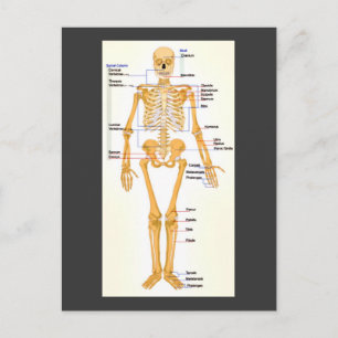 Human Skeleton gelabeld Briefkaart