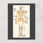 Human Skeleton gelabeld Briefkaart (Voorkant)