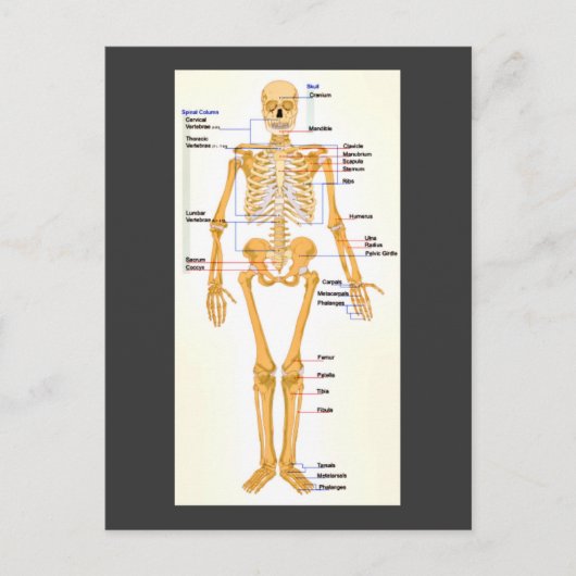 Human Skeleton gelabeld Briefkaart (Voorkant)