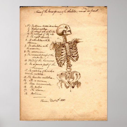 Human Skeleton Poster (Voorkant)