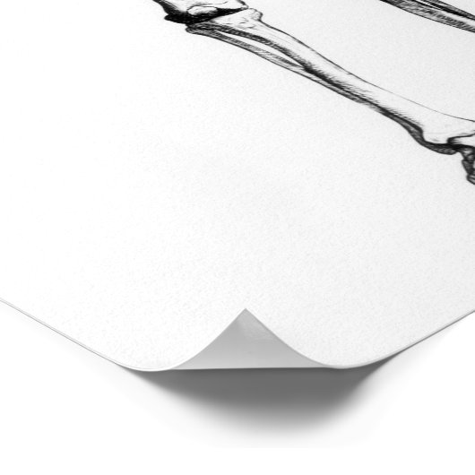 Human Skeleton Poster (Hoek)