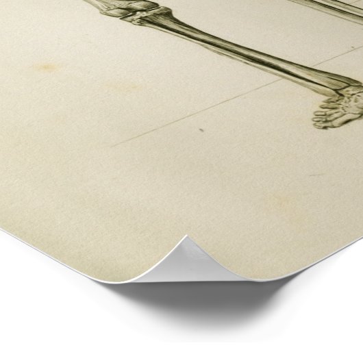 Human Skeleton Posterior  Anatomy Print (Hoek)