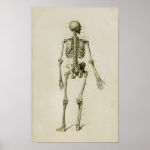 Human Skeleton Posterior  Anatomy Print (Voorkant)