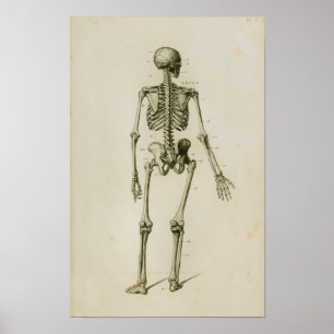 Human Skeleton Posterior  Anatomy Print