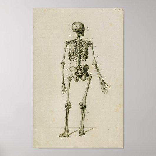 Human Skeleton Posterior Anatomy Print (Voorkant)