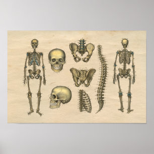 Human Skeleton Skull Spine Anatomy 1841 Afdruk Poster