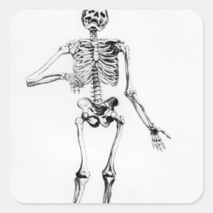 Human Skeleton Vierkante Sticker