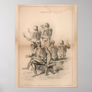 Human Skeletons  Anatomy Art Print 1827