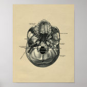 Human Skull Anatomy 1902 Print (Voorkant)