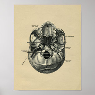 Human Skull Anatomy 1902 Print
