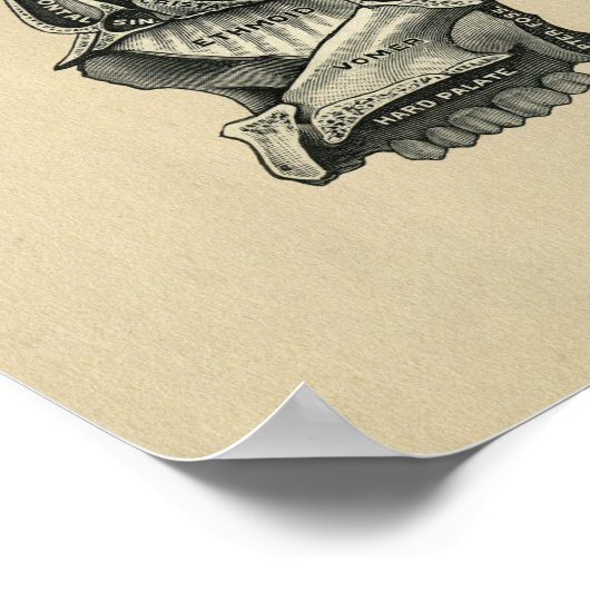 Human Skull Anatomy 1902  Print (Hoek)