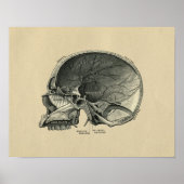 Human Skull Anatomy 1902  Print (Voorkant)
