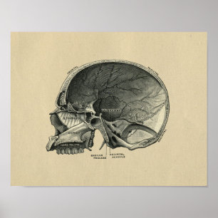 Human Skull Anatomy 1902 Print