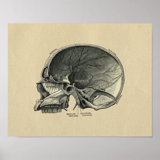 Human Skull Anatomy 1902  Print (Voorkant)