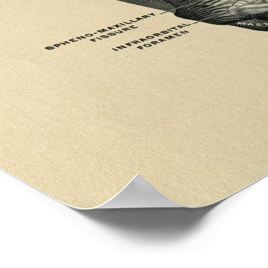 Human Skull Anatomy 1902  Print (Hoek)