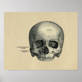 Human Skull Anatomy 1902  Print (Voorkant)