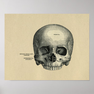 Human Skull Anatomy 1902 Print
