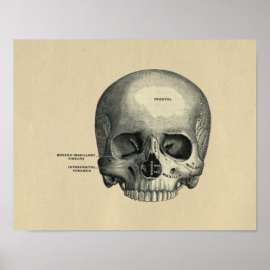 Human Skull Anatomy 1902  Print (Voorkant)