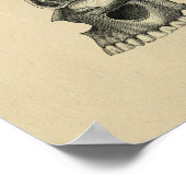 Human Skull Anatomy 1902  Print (Hoek)