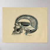 Human Skull Anatomy 1902  Print (Voorkant)