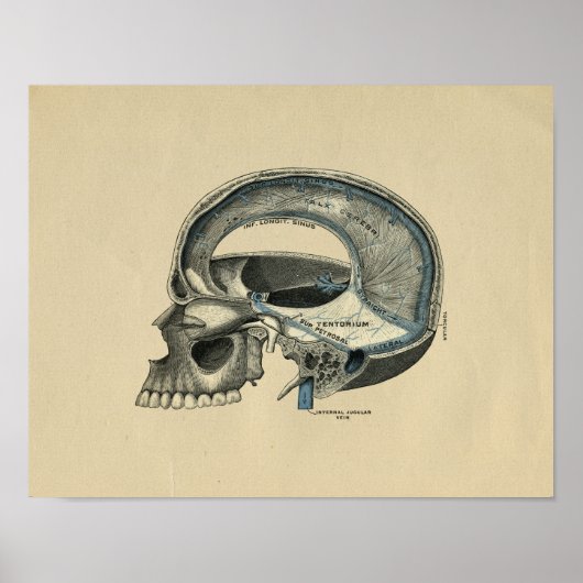 Human Skull Anatomy 1902  Print (Voorkant)