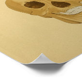 Human Skull Anatomy Print Botten (Hoek)