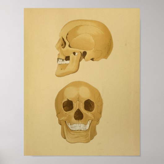 Human Skull Anatomy Print Botten (Voorkant)