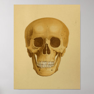 Human Skull  Anatomy Print Botten