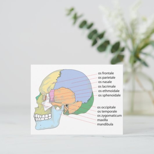 Human Skull Bone Name Chart Briefkaart (Staand voorkant)