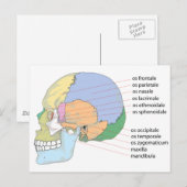 Human Skull Bone Name Chart Briefkaart (Voorkant / Achterkant)
