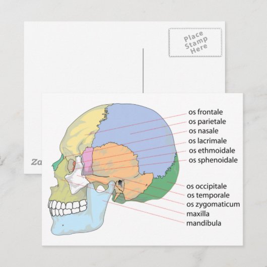 Human Skull Bone Name Chart Briefkaart (Voorkant / Achterkant)