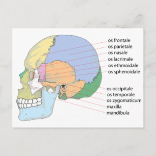 Human Skull Bone Name Chart Briefkaart