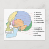 Human Skull Bone Name Chart Briefkaart (Voorkant)
