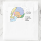 Human Skull Bone Name Chart Rechthoekige Sticker (Tas)