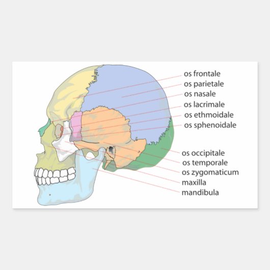 Human Skull Bone Name Chart Rechthoekige Sticker (Voorkant)