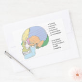 Human Skull Bone Name Chart Rechthoekige Sticker (Envelop)