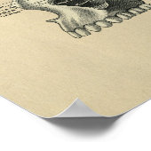 Human Skull Sinuses Anatomy 1902 Print (Hoek)