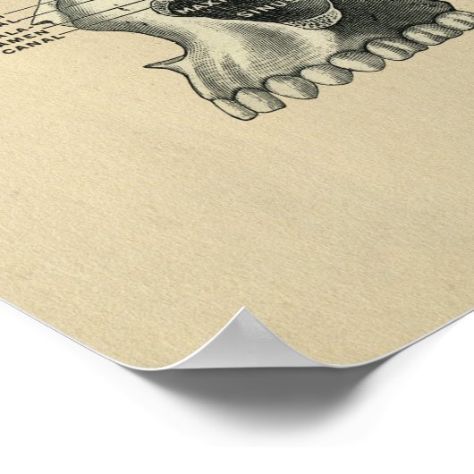 Human Skull Sinuses Anatomy 1902  Print (Hoek)