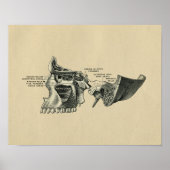 Human Skull Sinuses Anatomy 1902  Print (Voorkant)