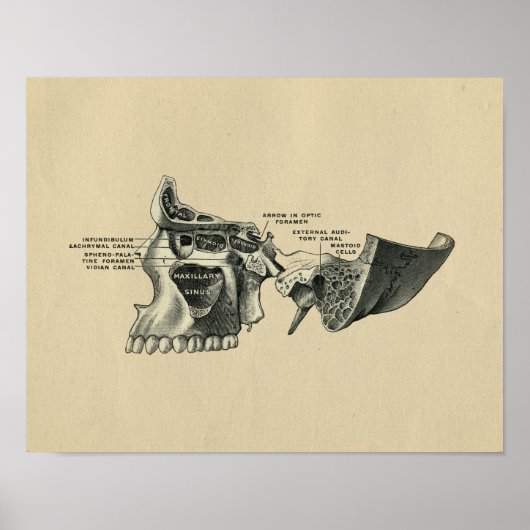 Human Skull Sinuses Anatomy 1902 Print (Voorkant)