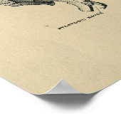 Human Sphenoid Anatomy 1902  Print (Hoek)