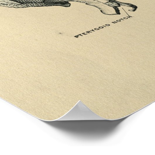 Human Sphenoid Anatomy 1902  Print (Hoek)