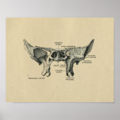Human Sphenoid Anatomy 1902  Print (Voorkant)